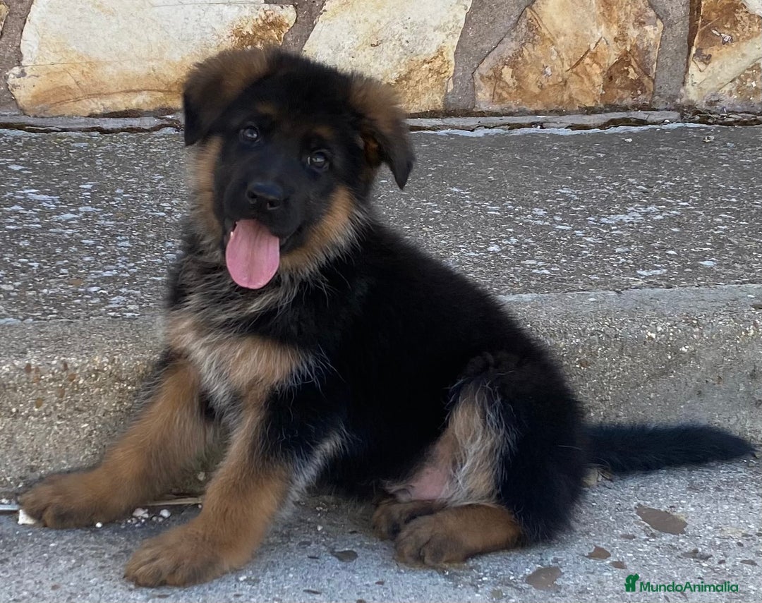 Pastor Alemán perros en venta: Cachorros de pastor alemán  en Salamanca - Imagen 27