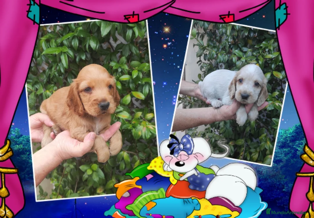 Cocker Spaniel Inglés perros en venta: Cocker, precio real - Anuncio 1