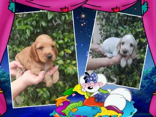 Cocker Spaniel Inglés perros Cocker, precio real - Anuncio 2