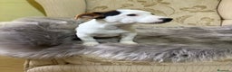 Jack Russell Terrier perros en venta: Cachorros de Jack Russell  - Anuncio 18