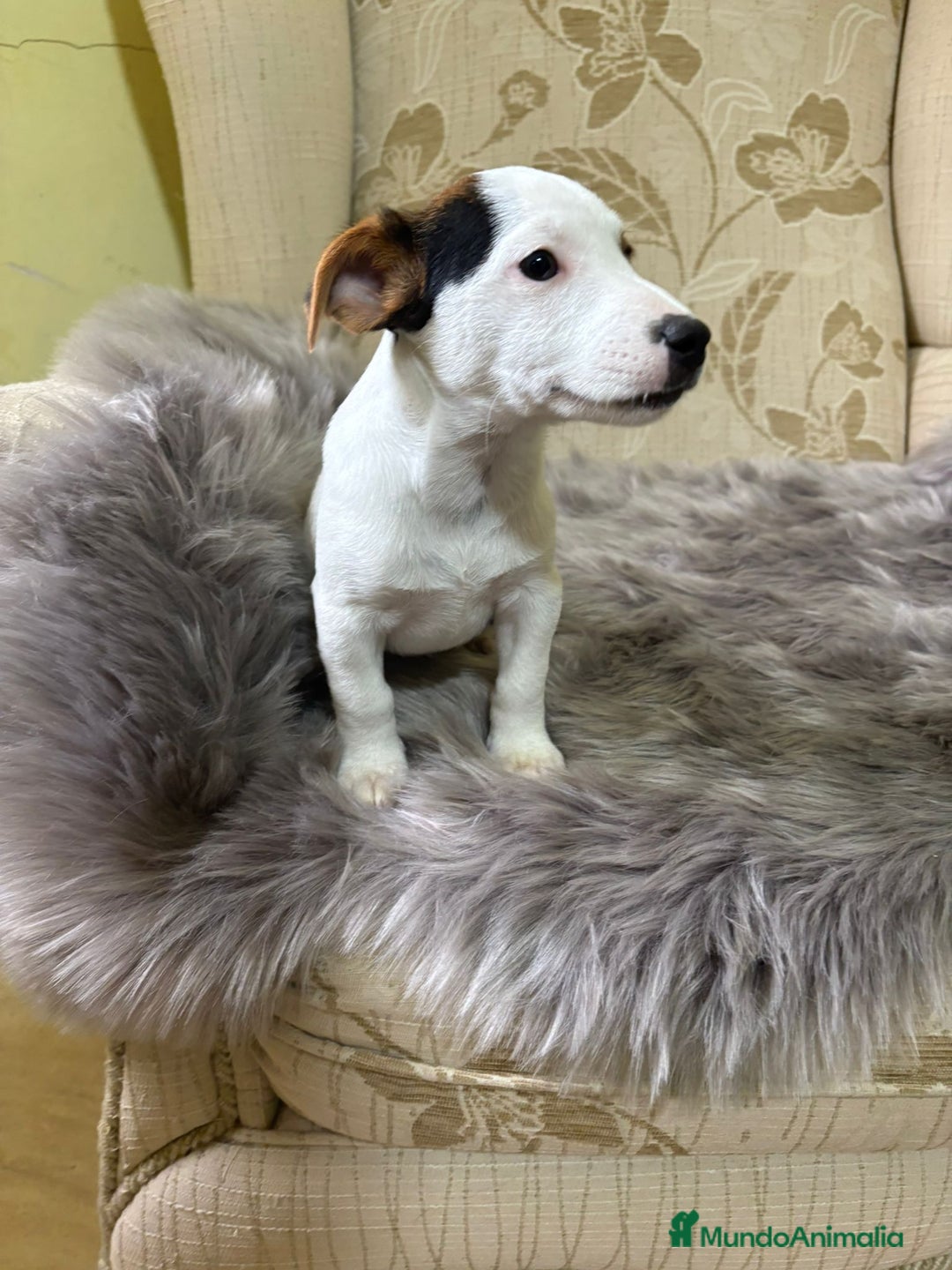 Jack Russell Terrier perros en venta: Cachorros de Jack Russell  - Imagen 18