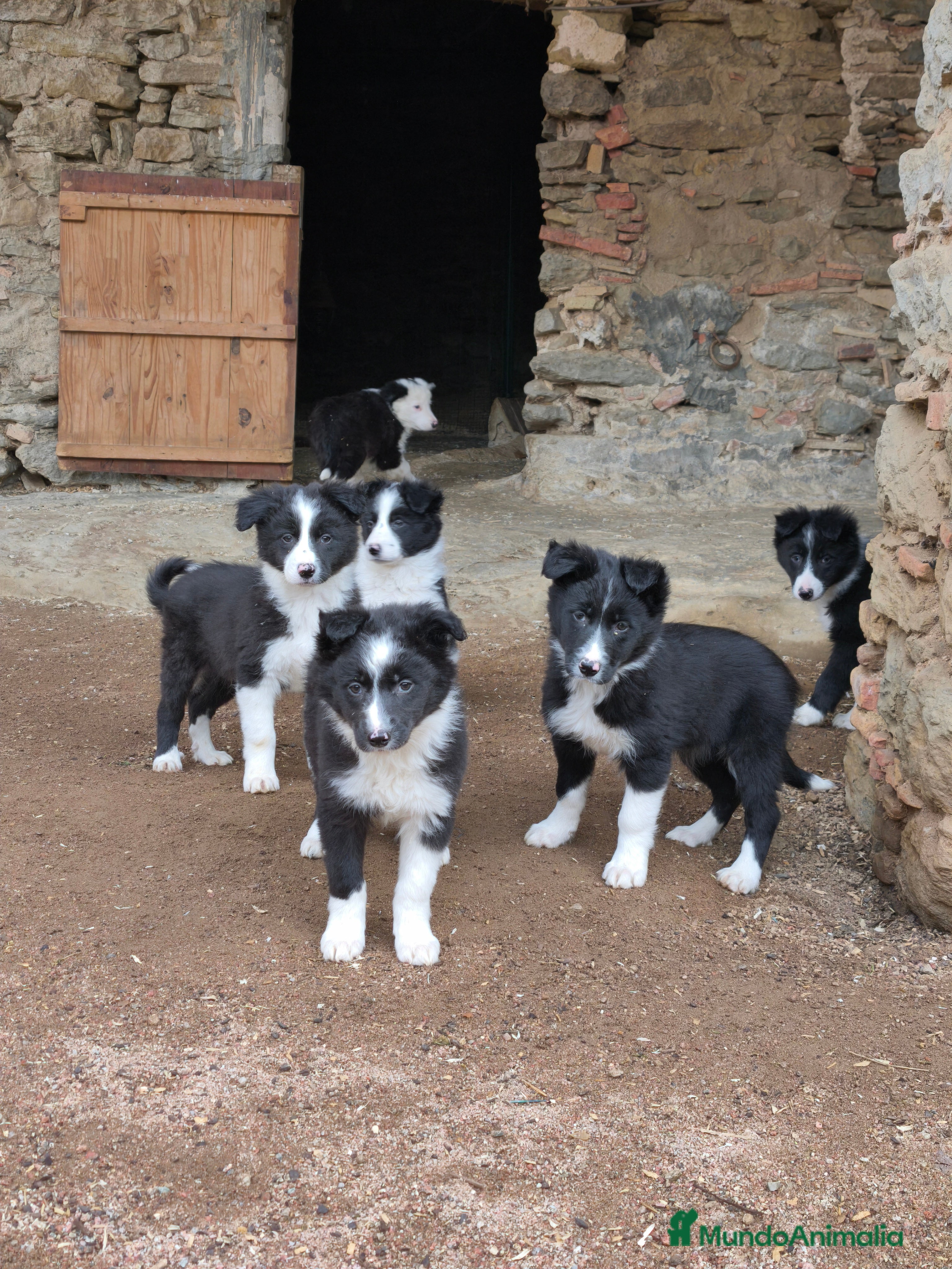 Border Collie perros Cachorros border collie de 2 meses  - Anuncio 1