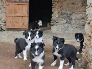 Border Collie perros Cachorros border collie de 2 meses - Anuncio 16