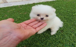 Pomerania perros en venta: Pomerania Blanco Nuclear MUY EXCLUSIVO - Imagen 1
