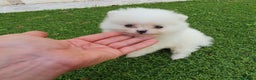 Pomerania perros en venta: Pomerania Blanco Nuclear MUY EXCLUSIVO - Anuncio 1