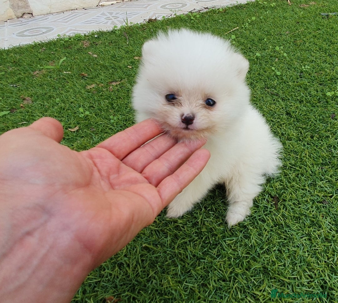 Pomerania perros en venta: Pomerania Blanco Nuclear MUY EXCLUSIVO - Imagen 1