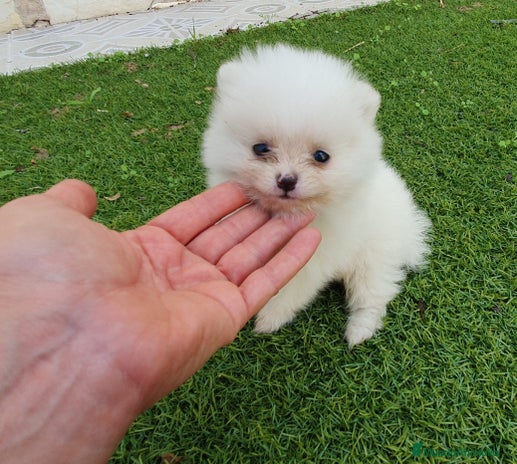 Pomerania perros - Anuncio 2