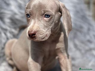 Weimaraner perros Weimaraner machos en Barcelona - Anuncio 27