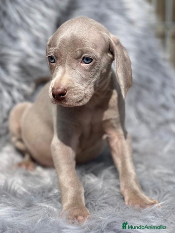Weimaraner perros en Barcelona - Anuncio 2