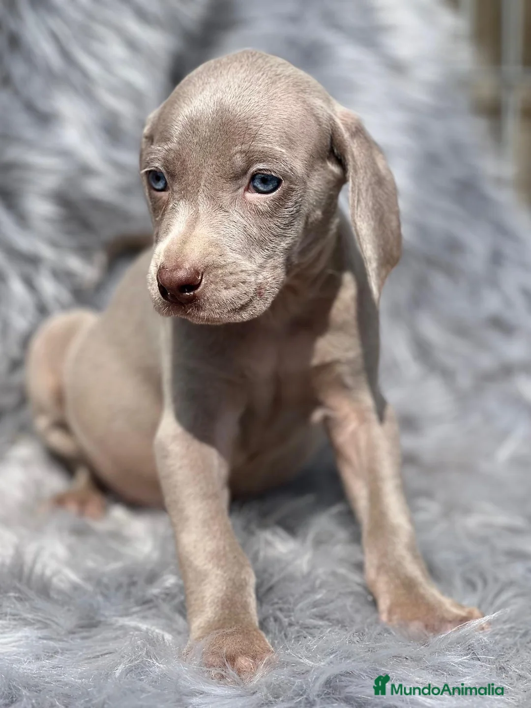 Weimaraner perros en venta: Weimaraner machos  en Barcelona - Anuncio 1
