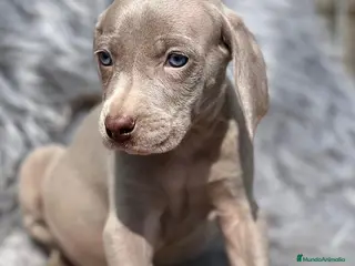 Weimaraner perros Weimaraner machos en Barcelona - Anuncio 2