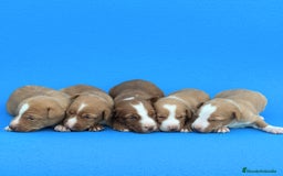 Podenco Andaluz perros en venta: Espectaculares podencos andaluces  - Imagen 1