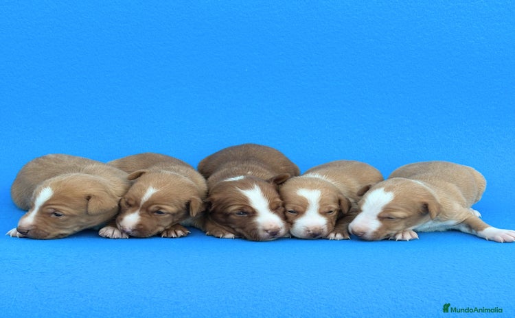 Podenco Andaluz perros - Anuncio 11