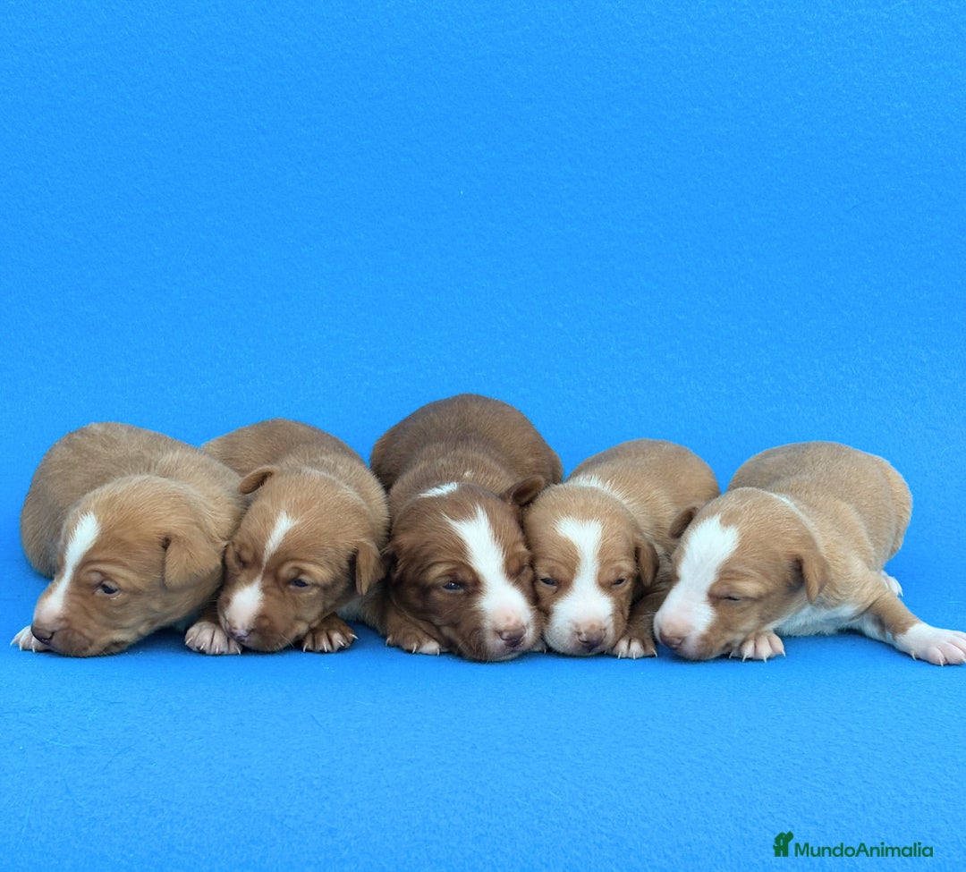Podenco Andaluz perros en venta: Espectaculares podencos andaluces  - Imagen 1