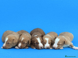 Podenco Andaluz perros - Anuncio 2