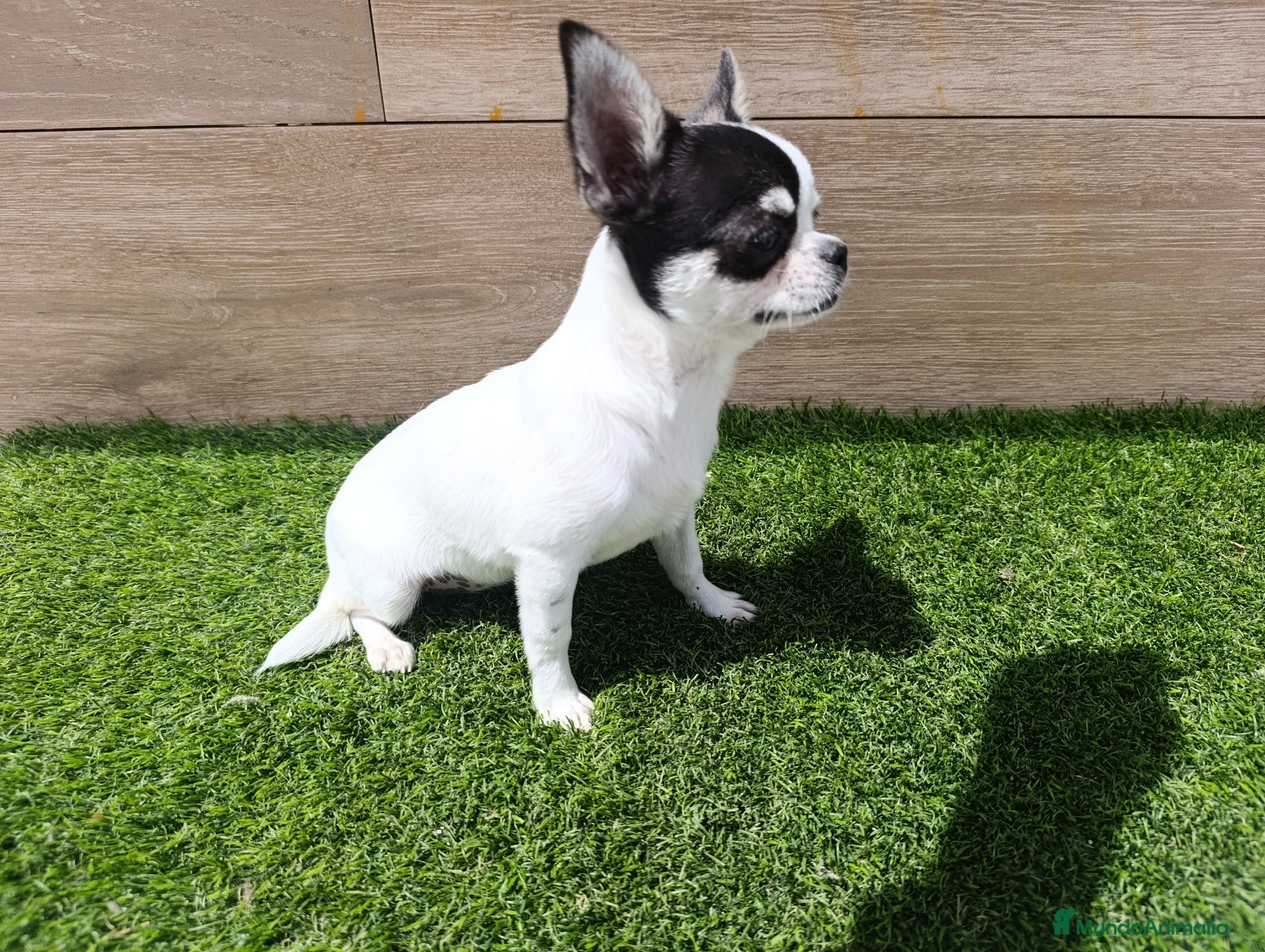 Chihuahua perros Chihuahua - Anuncio 2