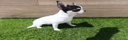 Chihuahua perros en venta: Chihuahua - Anuncio 1