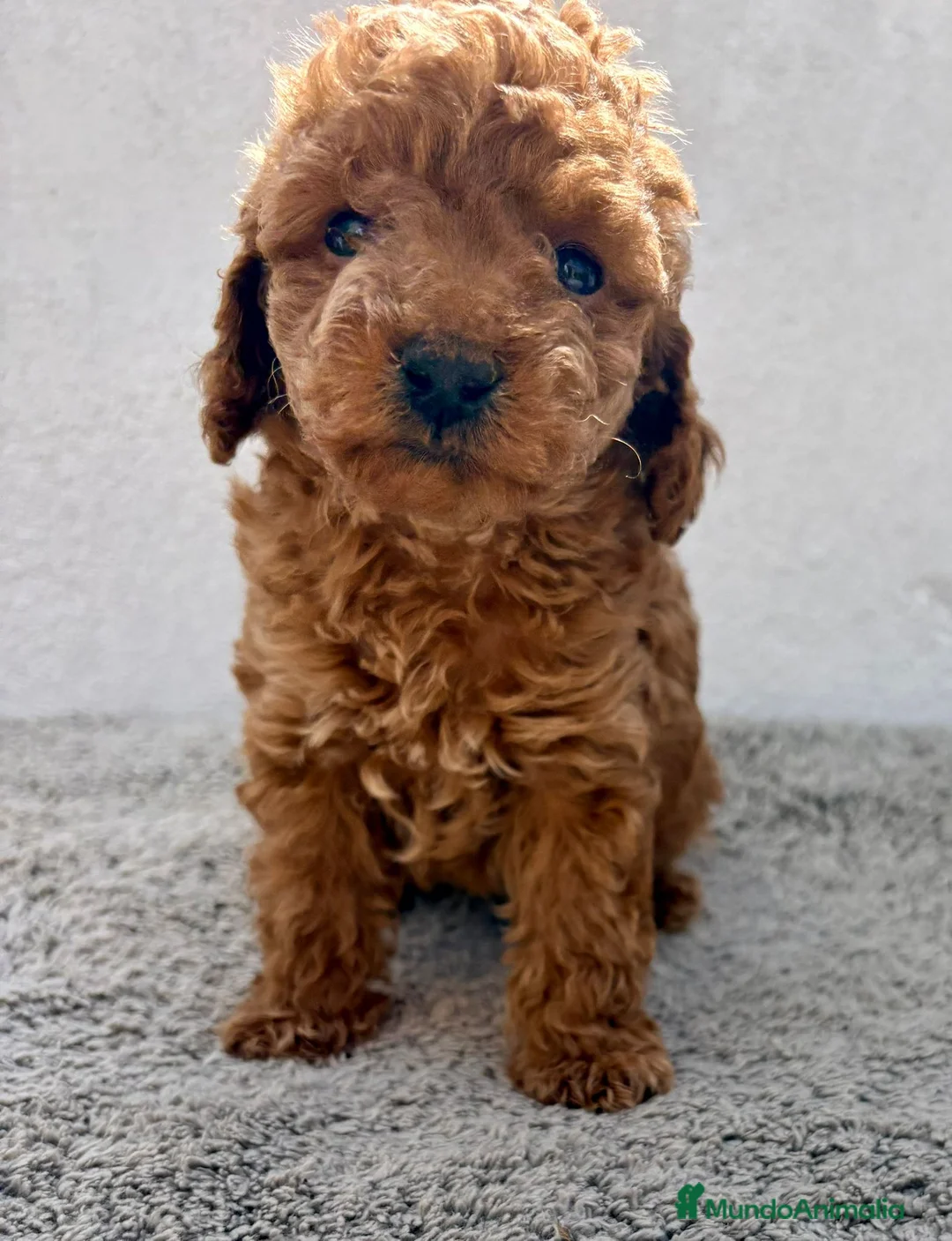 Caniche Toy perros en venta: Caniche toy hembra - Anuncio 1