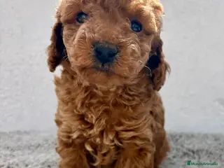 Caniche Toy perros Caniche toy hembra - Anuncio 2