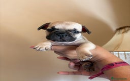 Bulldog Francés perros en venta: Bulldog francés  - Imagen 2