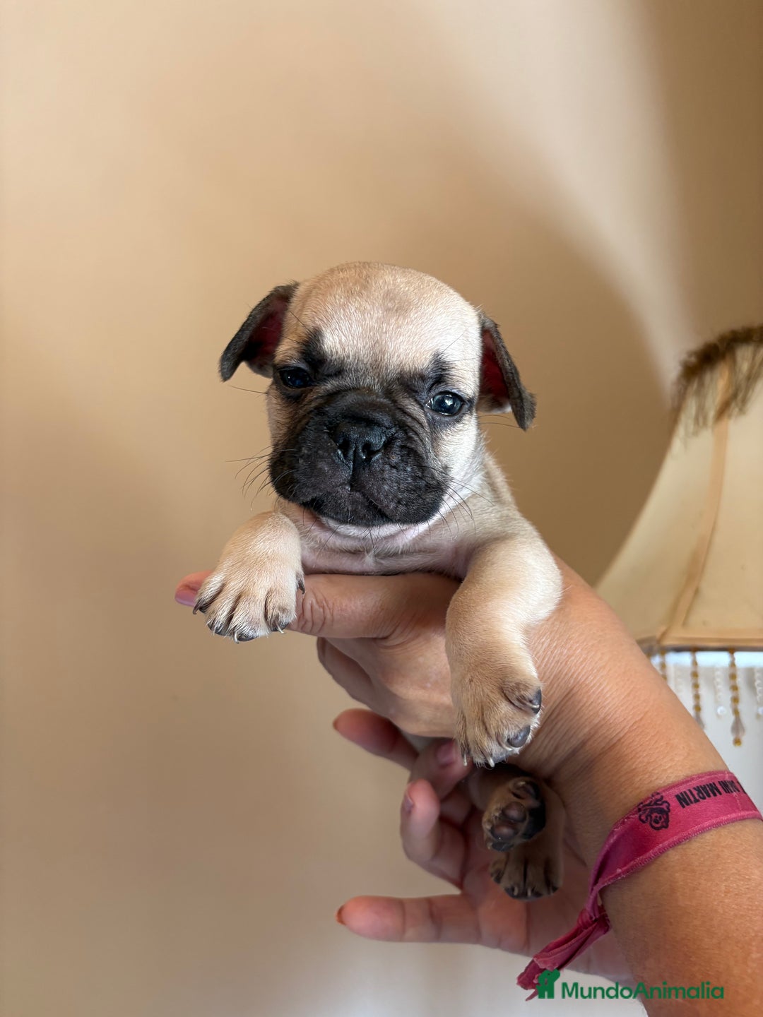 Bulldog Francés perros en venta: Bulldog francés  - Imagen 2