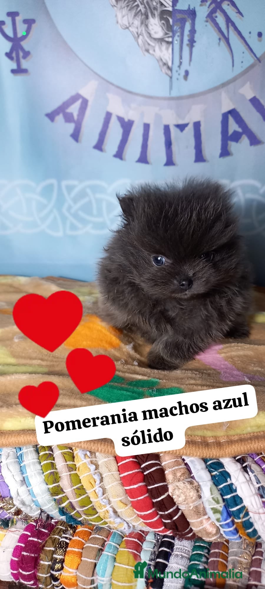 Pomerania perros Pomera en el macho azul sólido - Anuncio 16