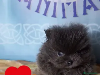 Pomerania perros Pomera en el macho azul sólido - Anuncio 16