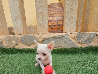 Chihuahua perros en Alicante - Anuncio 13