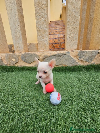 Chihuahua perros en Alicante - Anuncio 15