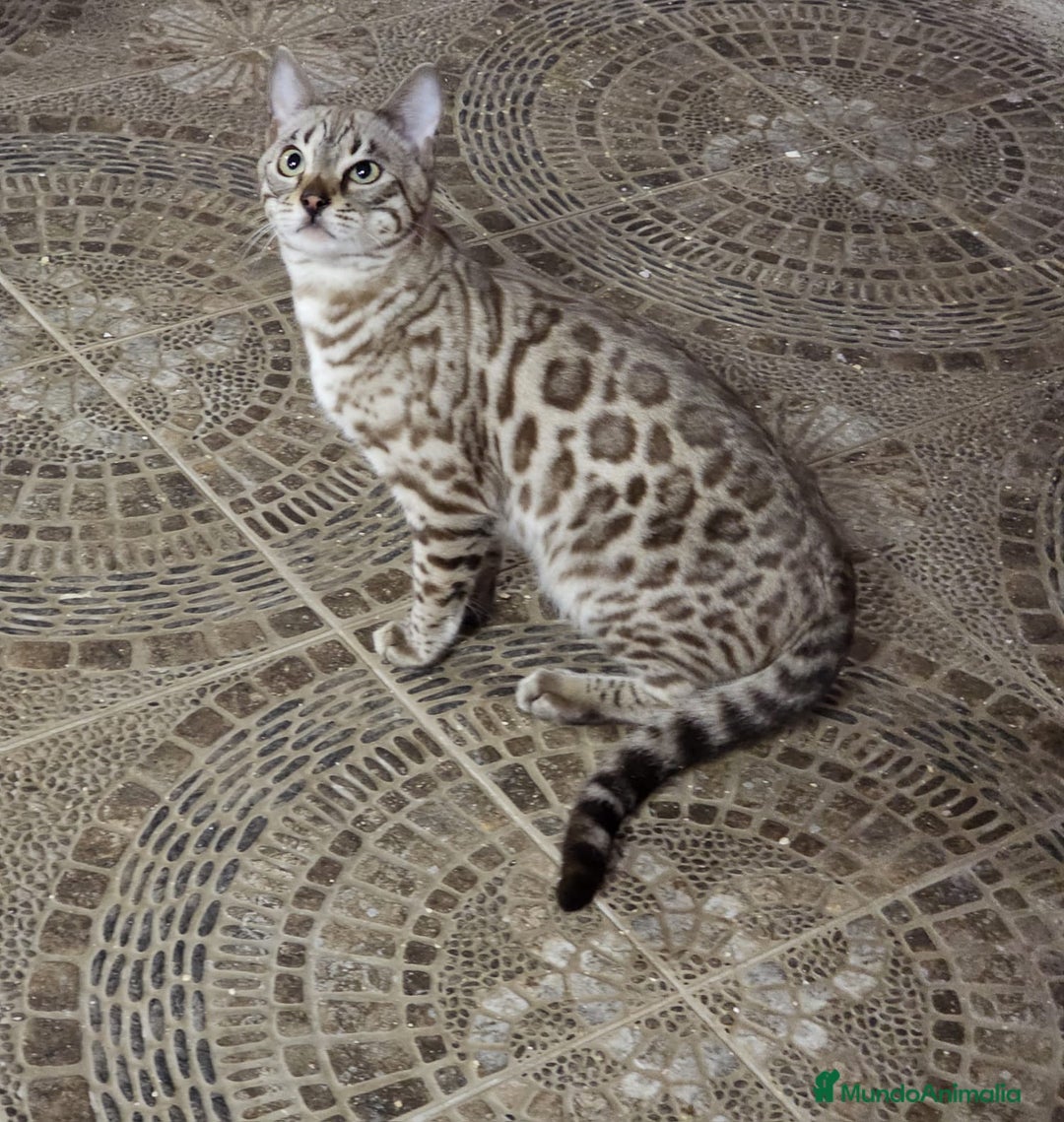 Bengalí gatos en venta: Macho Bengalí Silver  - Anuncio 5
