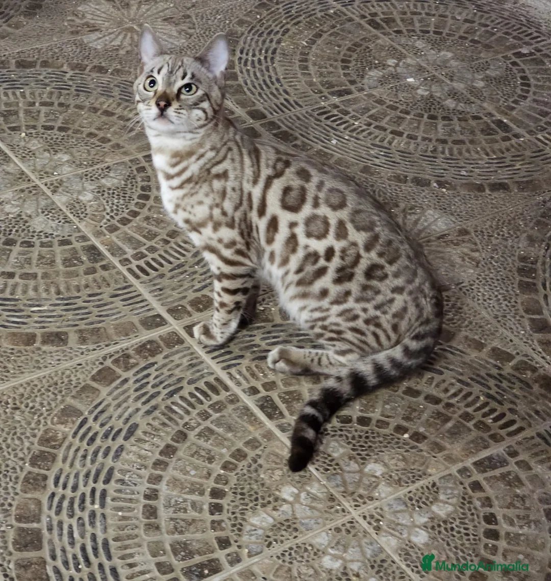 Bengalí gatos en venta: Macho Bengalí Silver  - Anuncio 5