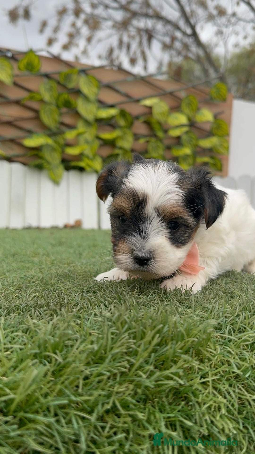 Yorkshire Terrier perros en venta: YORKSHIRE BIEWER HEMBRA - Anuncio 3