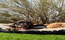 Teckel Miniatura perros en venta: TECKEL PELO DURO JABALÍ - Imagen 2