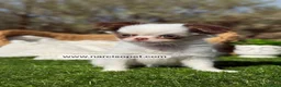 Chihuahua perros en venta: CHIHUAHUA PELO LARGO HEMBRA - Anuncio 6