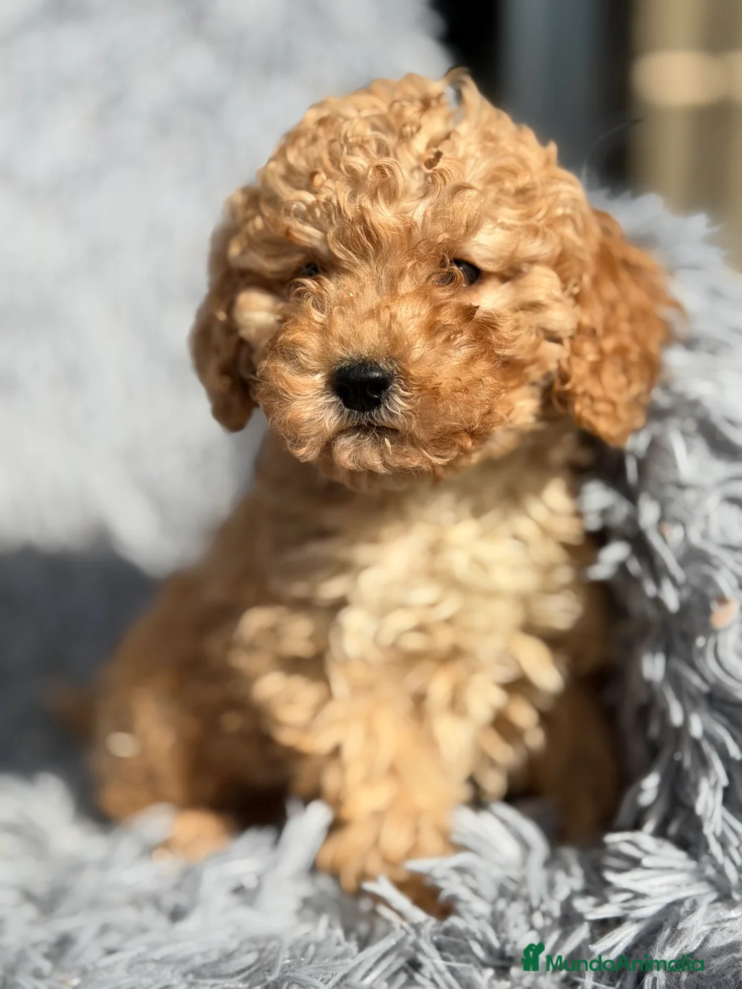 Maltipoo perros en venta: Maltipoo F1B toy - Anuncio 8