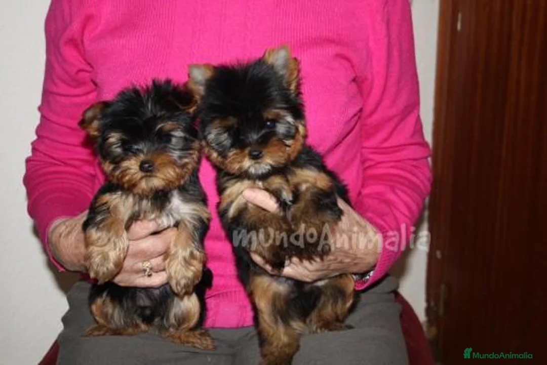 Imagen de galería {{count}}