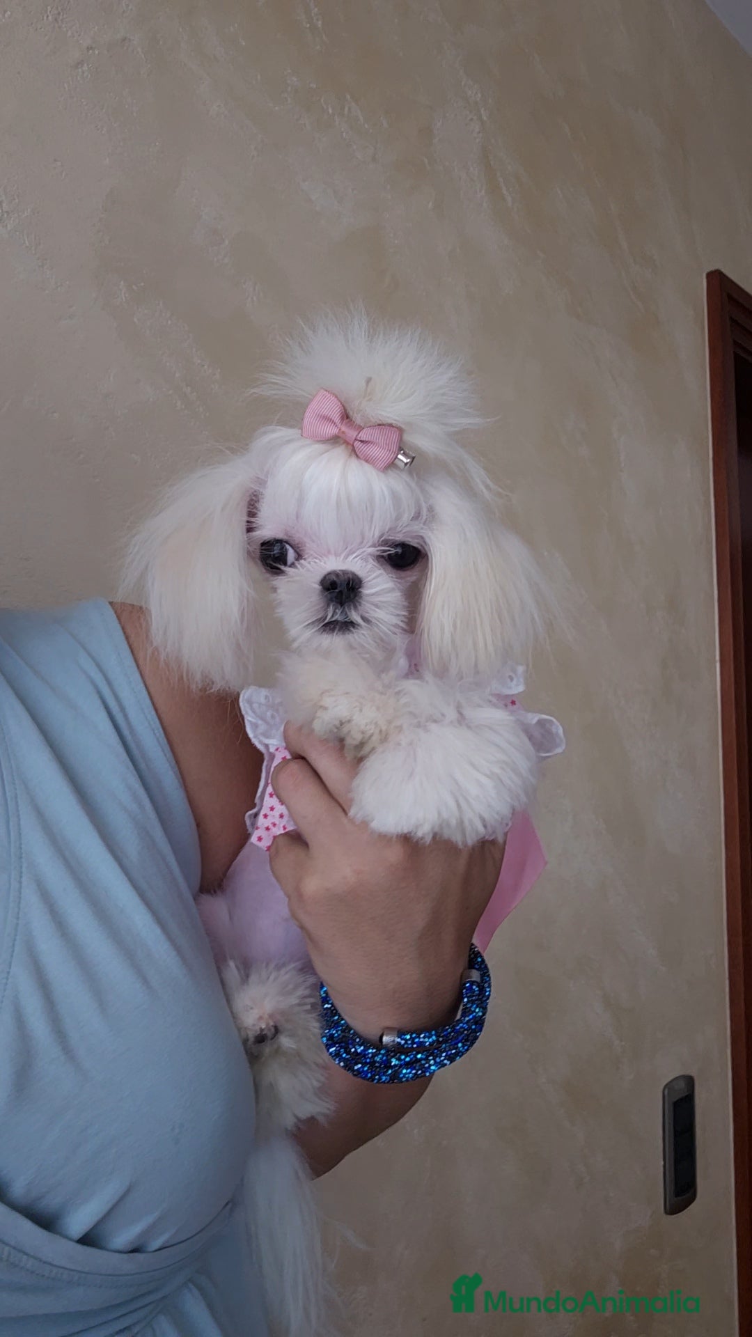 Bichón Maltés perros en venta: Mini teacup Maltese Asiático Coreano puro  - Imagen 4