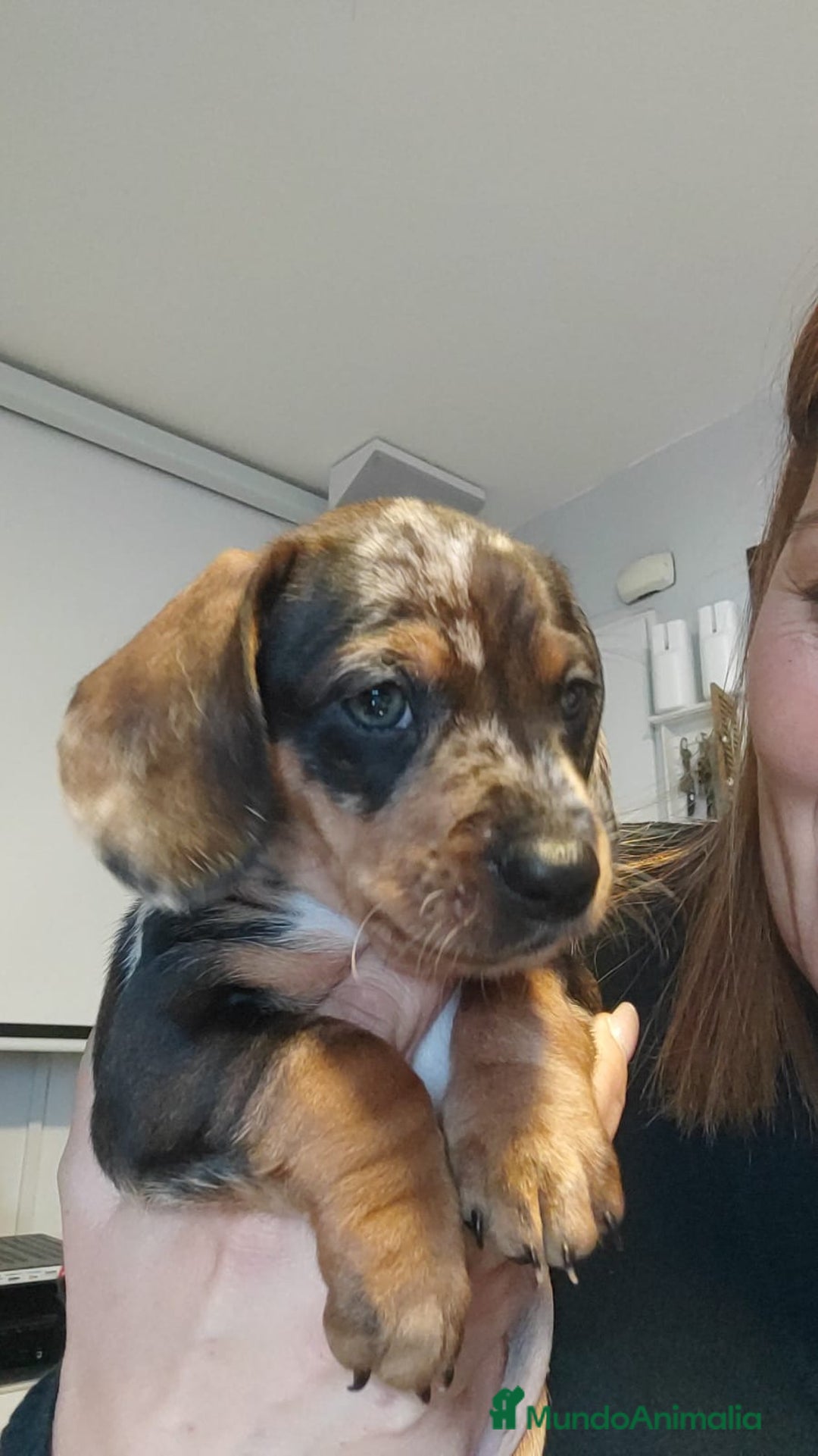 Teckel perros en venta: Teckel kanichen  - Anuncio 3