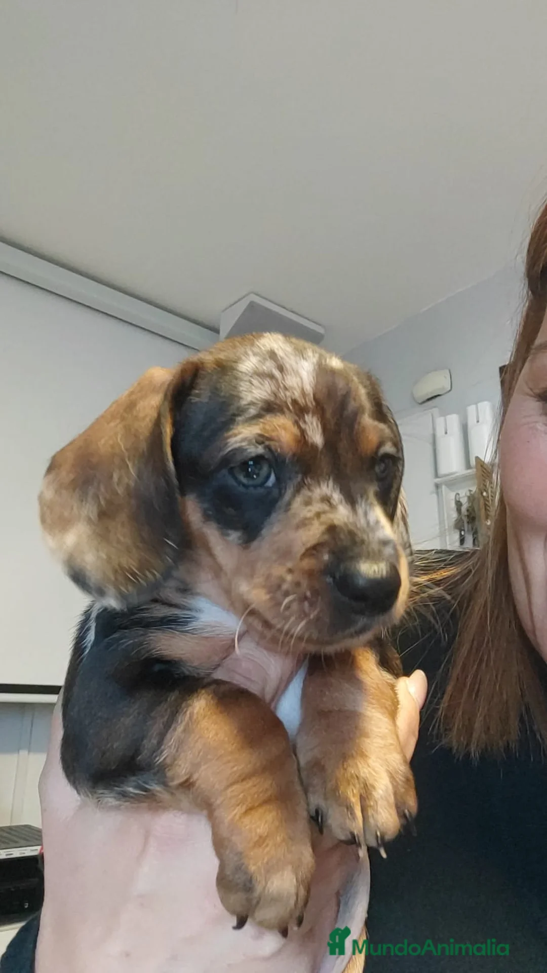 Teckel perros en venta: Teckel kanichen  - Anuncio 7