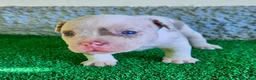 American Bully perros en venta: American Bully Pocket  - Anuncio 16