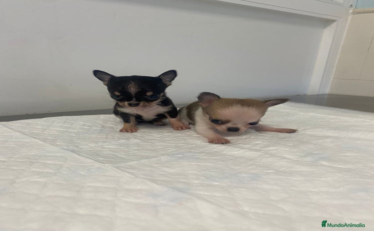 Chihuahua perros - Anuncio 5