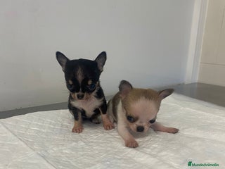 Chihuahua perros - Anuncio 31