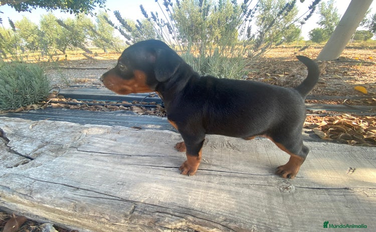 Pinscher Miniatura perros - Propaganda 1