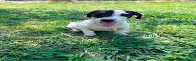 Jack Russell Terrier 1
