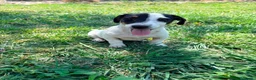 Jack Russell Terrier perros en venta: Jack Russell Terrier  - Anuncio 3