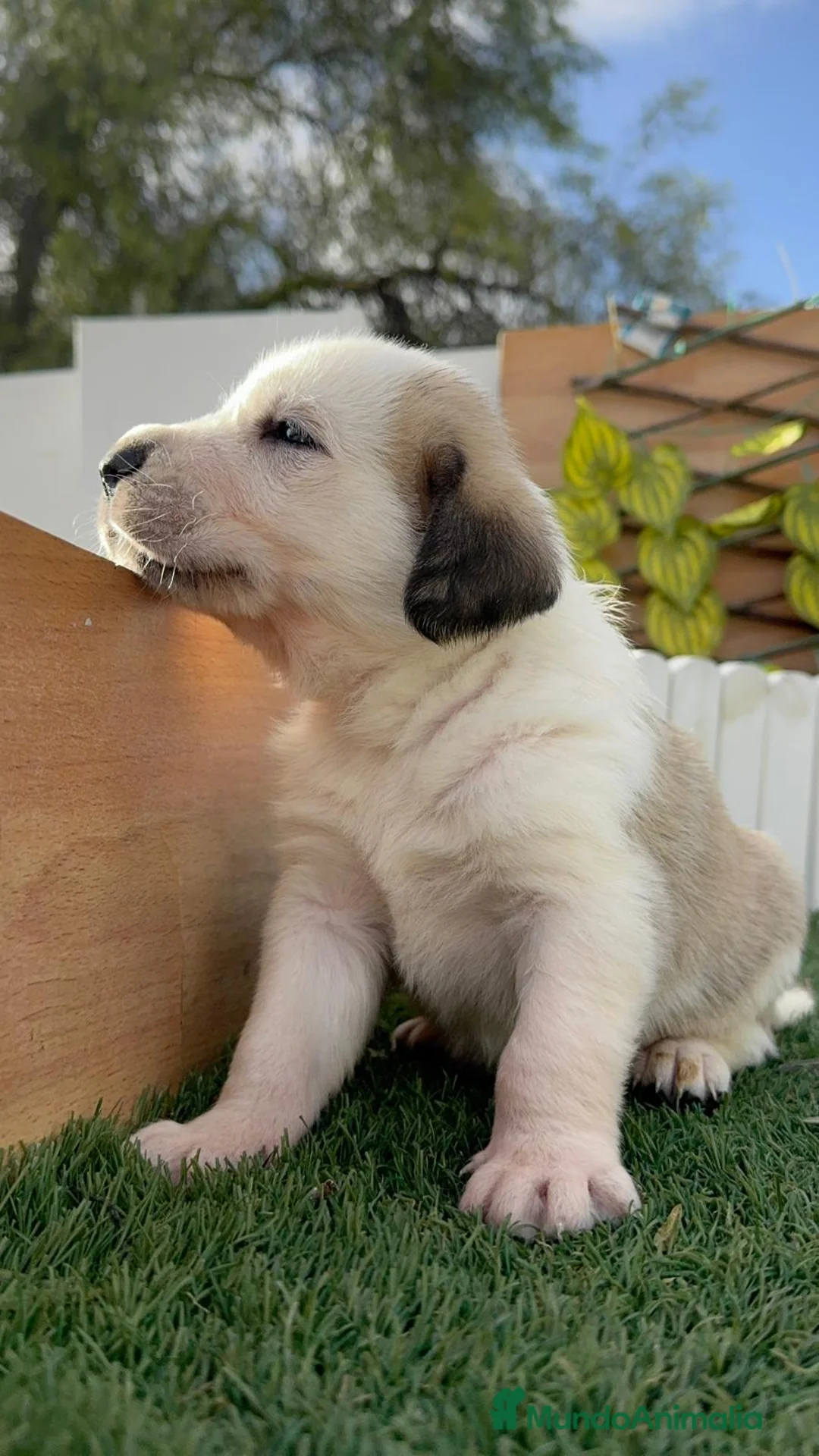 Mastín Español perros en venta: MASTIN ESPAÑOL - Anuncio 14