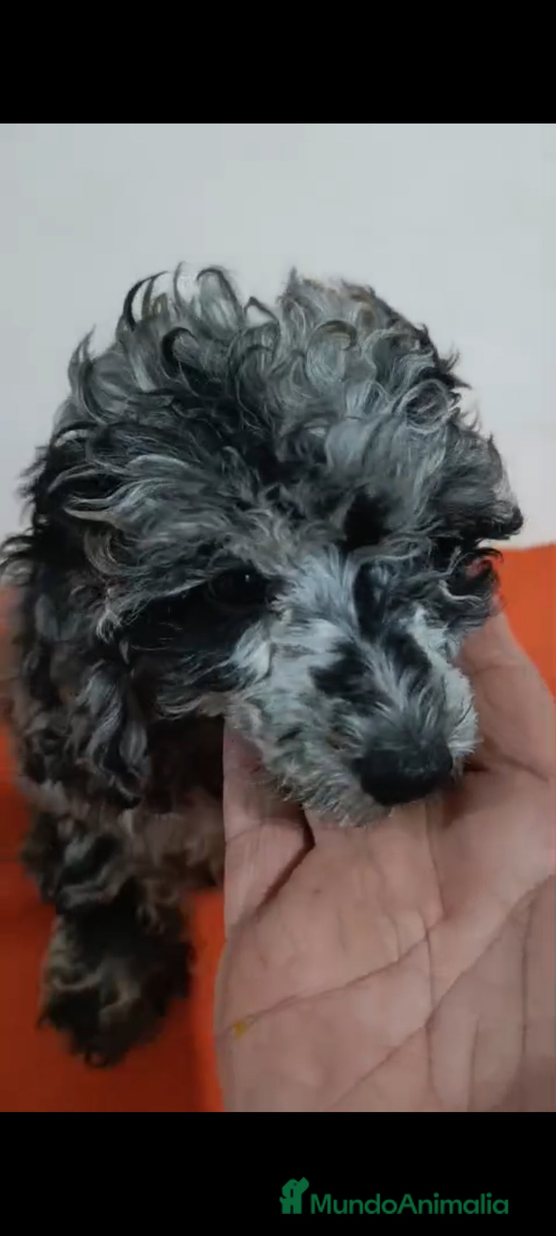 Caniche Toy perros en venta: Exclusivos caniche toy exóticos!!! - Imagen 7