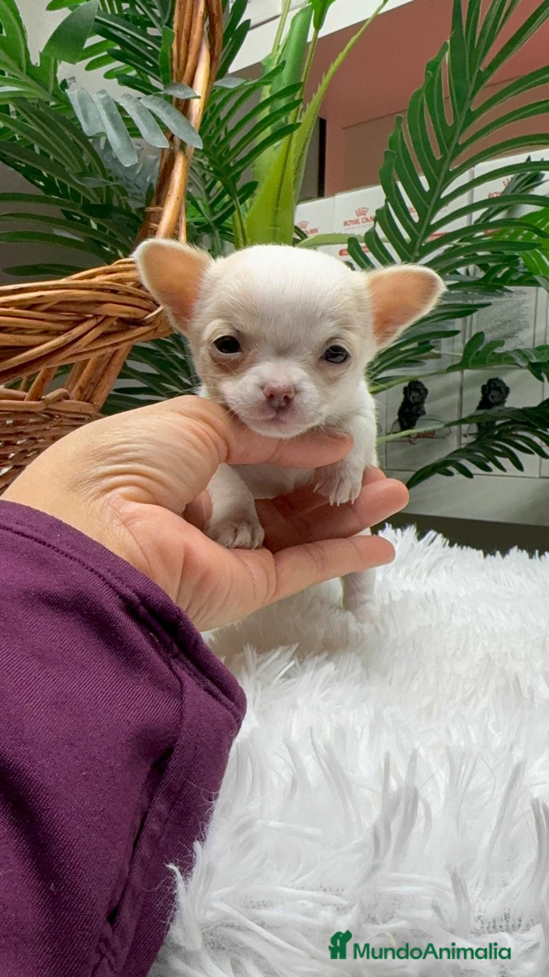 Chihuahua perros en venta: CHIHUAHUA HEMBRA - Anuncio 1