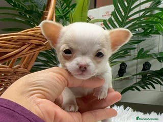 Chihuahua perros CHIHUAHUA HEMBRA - Anuncio 34