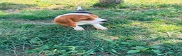 Beagle perros en venta: Beagle - Anuncio 12